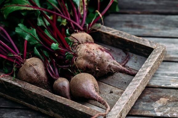 Frische Rote Bete perfekt zum Einfrieren.
